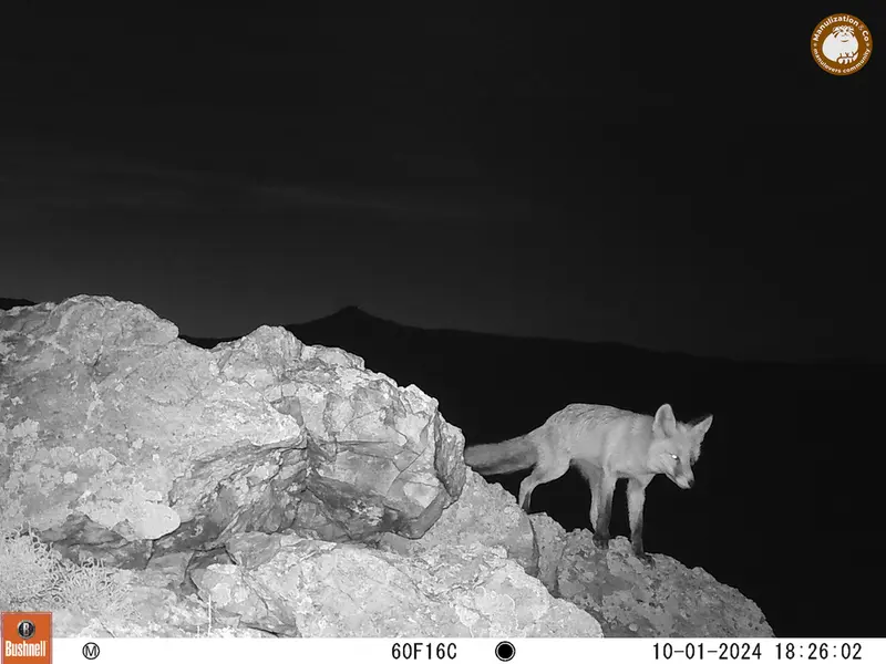A photograph of Red fox from Besshoky 1 camera trap