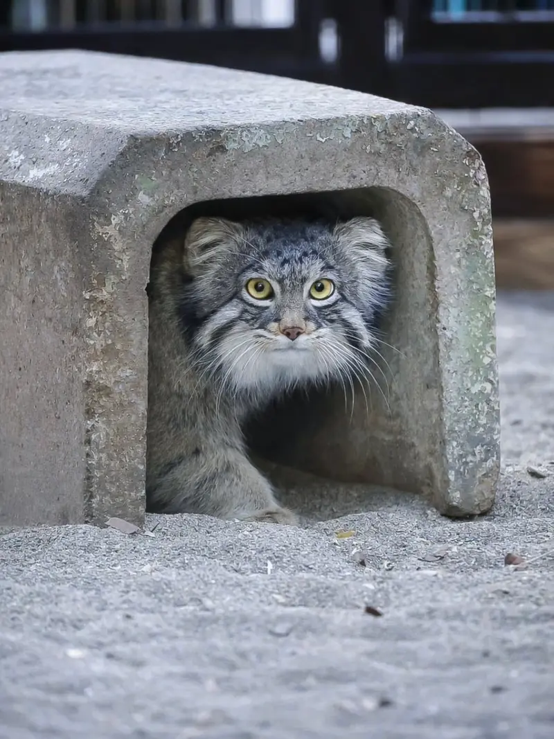 A photograph of Figa in Nogeyama Zoo