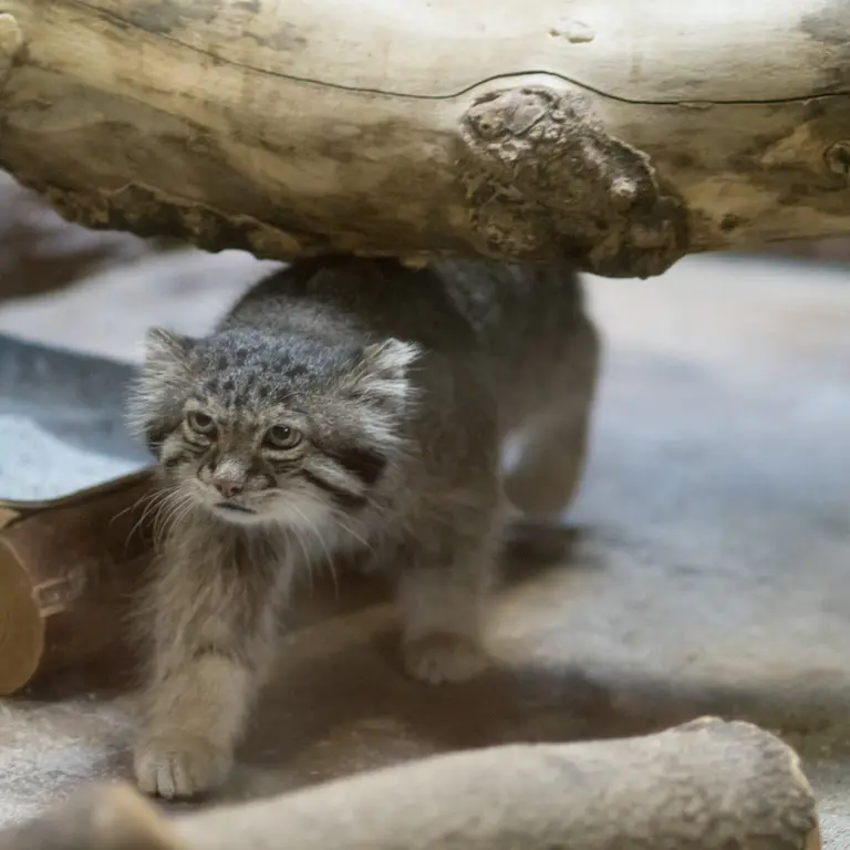 A photograph of Klyon in Ueno Zoological Gardens