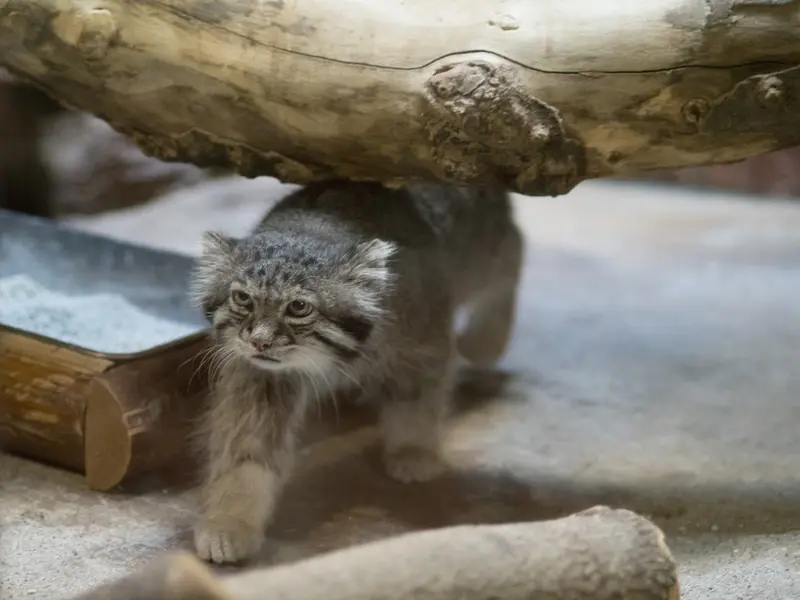 A photograph of Klyon in Ueno Zoological Gardens