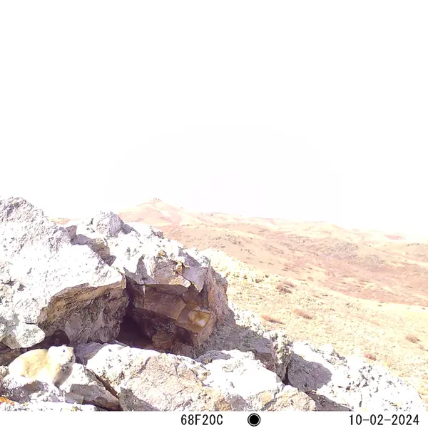 A photograph of Pika from Besshoky 1 camera trap