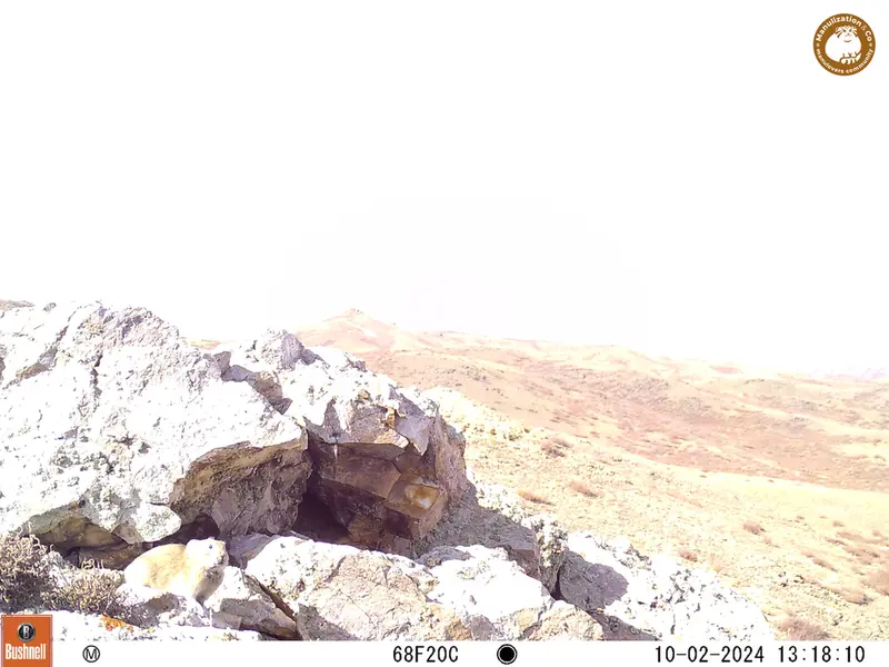 A photograph of Pika from Besshoky 1 camera trap