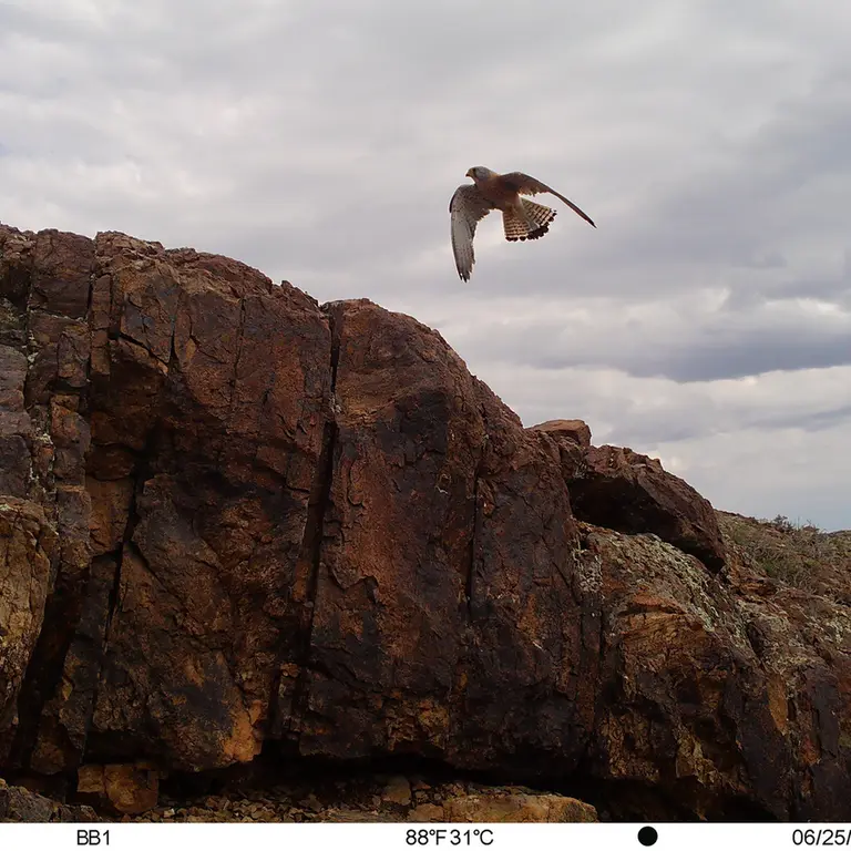 A photograph of Lesser kestrel from Aktas-Kunkora [new] camera trap