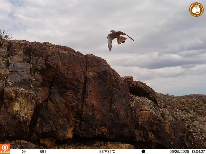 A photograph of Lesser kestrel from Aktas-Kunkora [new] camera trap