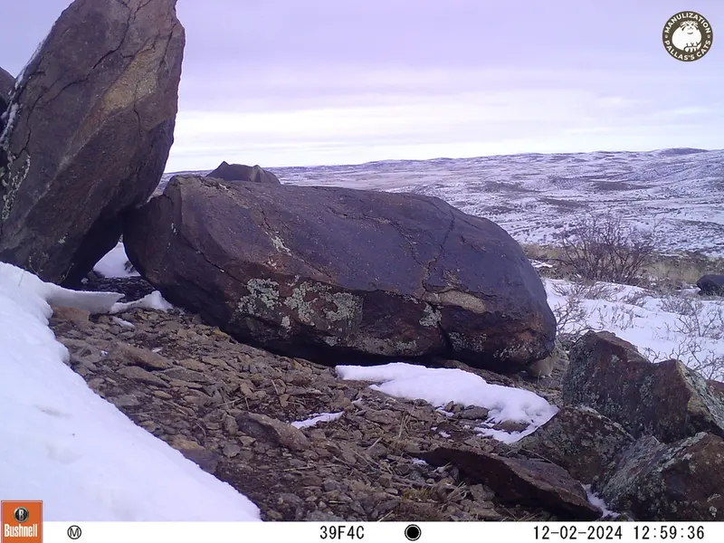 A photograph of Kazakh pika from Koshkar camera trap