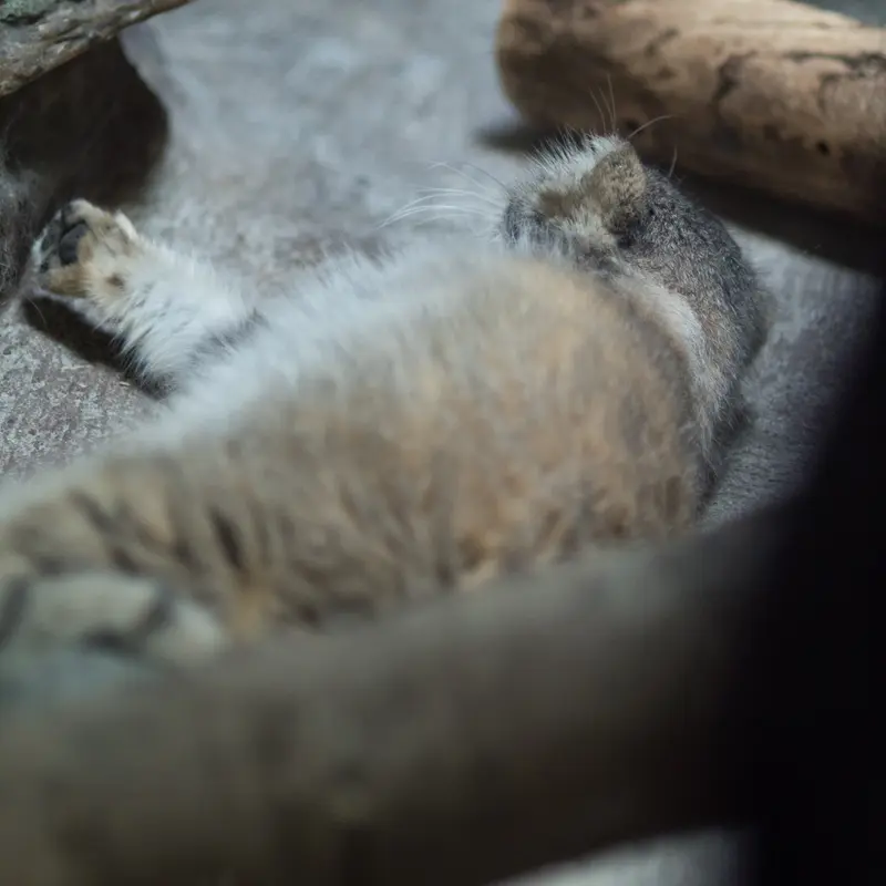 A photograph of Primula in Ueno Zoological Gardens