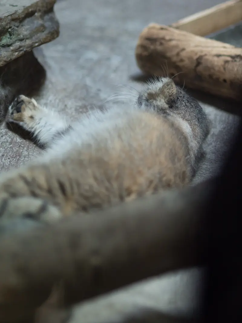 A photograph of Primula in Ueno Zoological Gardens