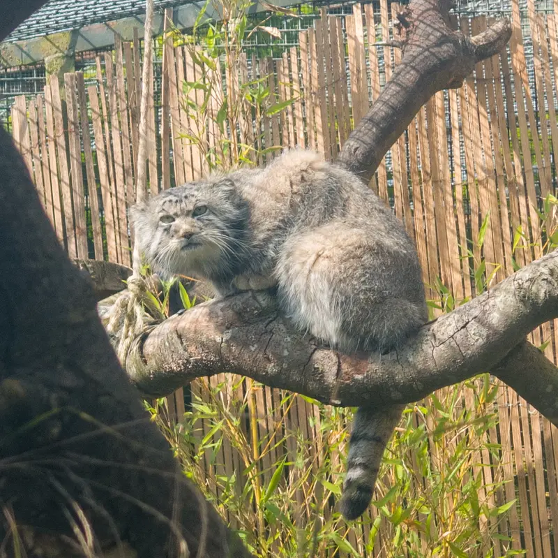 A photograph of Akiko in Edinburgh Zoo