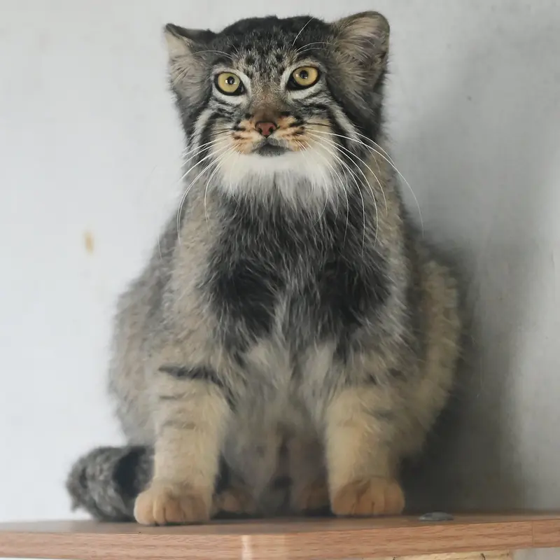 A photograph of Sun Daniang in Qinghai-Tibet Plateau Wildlife Zoo