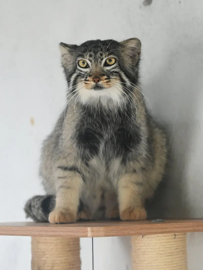 A photograph of Sun Daniang in Qinghai-Tibet Plateau Wildlife Zoo
