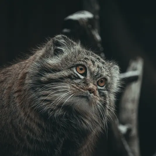 A photograph of Mars in Tallinn Zoo