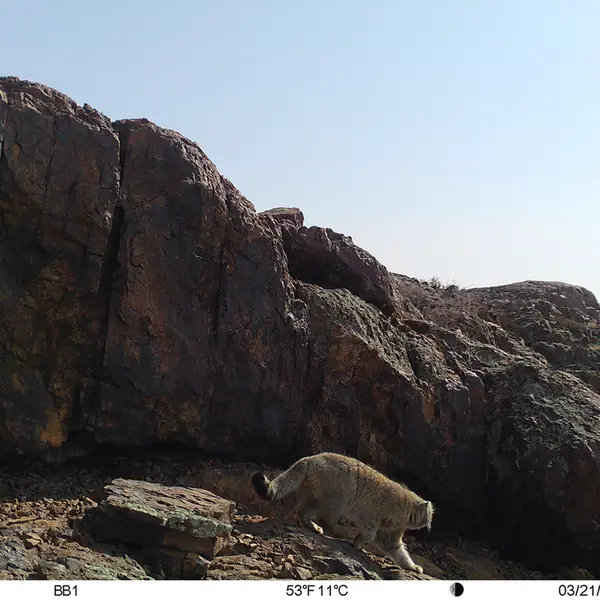 A photograph of Otocolobus manul manul from Aktas-Kunkora [new] camera trap
