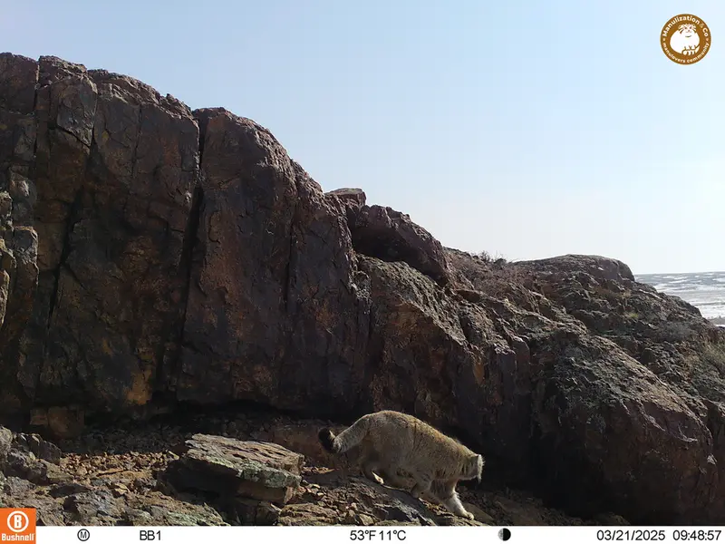 A photograph of Otocolobus manul manul from Aktas-Kunkora camera trap