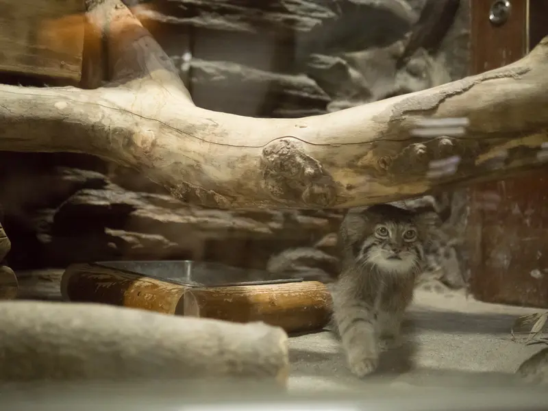 A photograph of Klyon in Ueno Zoological Gardens