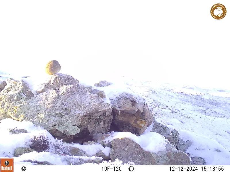 A photograph of Pika from Besshoky 1 camera trap