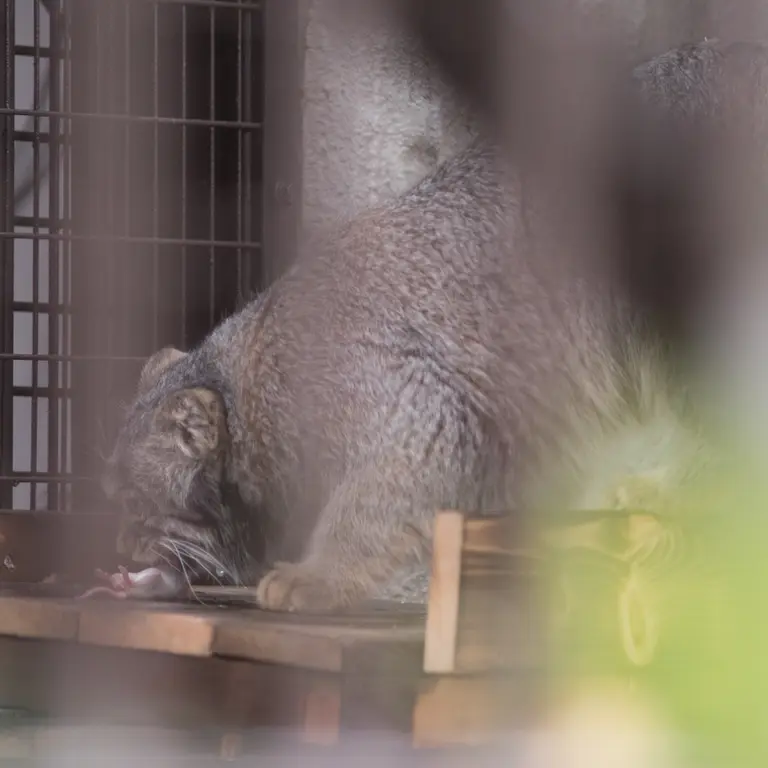 A photograph of Figa in Nogeyama Zoo