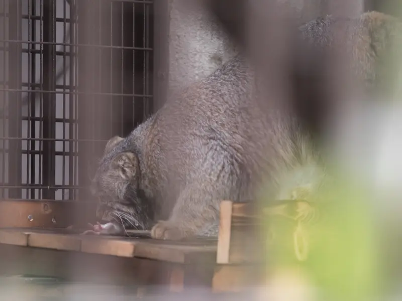 A photograph of Figa in Nogeyama Zoo