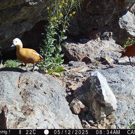 A photograph of Ruddy shelduck from Zhundy 1 camera trap