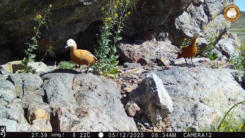 A photograph of Ruddy shelduck from Zhundy 1 camera trap