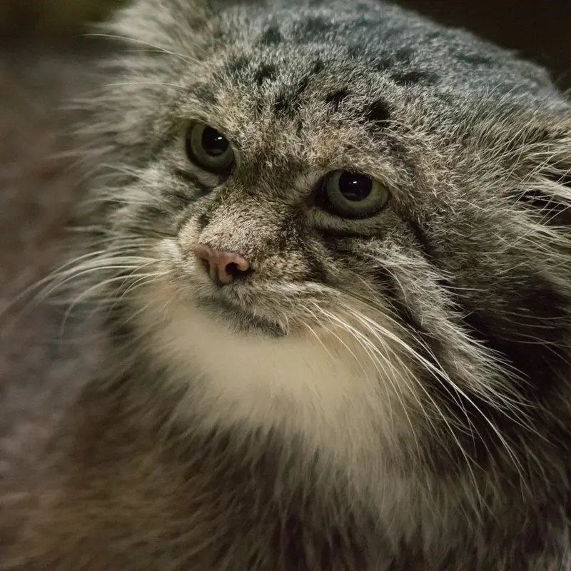 A photograph of Klyon in Ueno Zoological Gardens