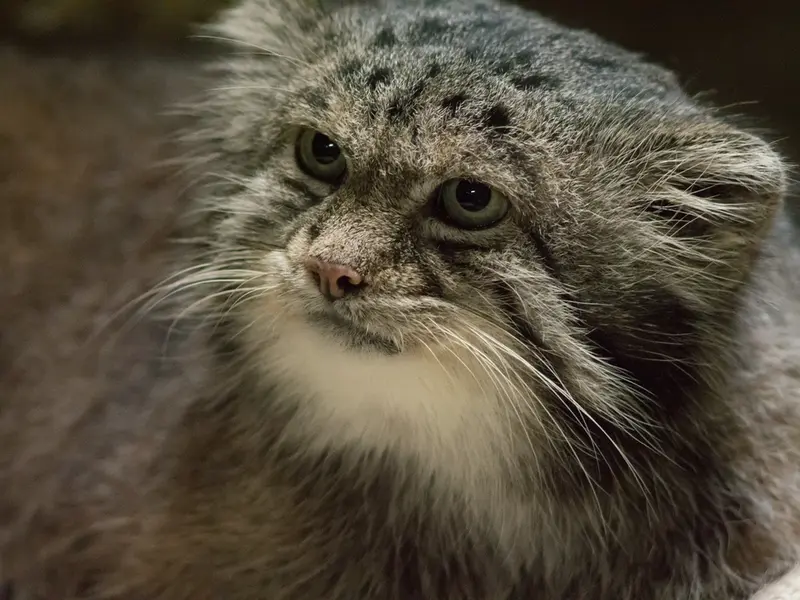 A photograph of Klyon in Ueno Zoological Gardens