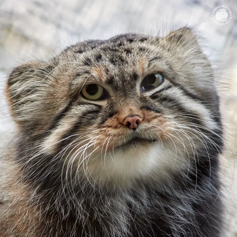 A photograph of Zelenogorsk in Novosibirsk Zoo