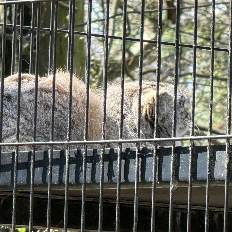 A photograph of Genghis in Kraków Zoo