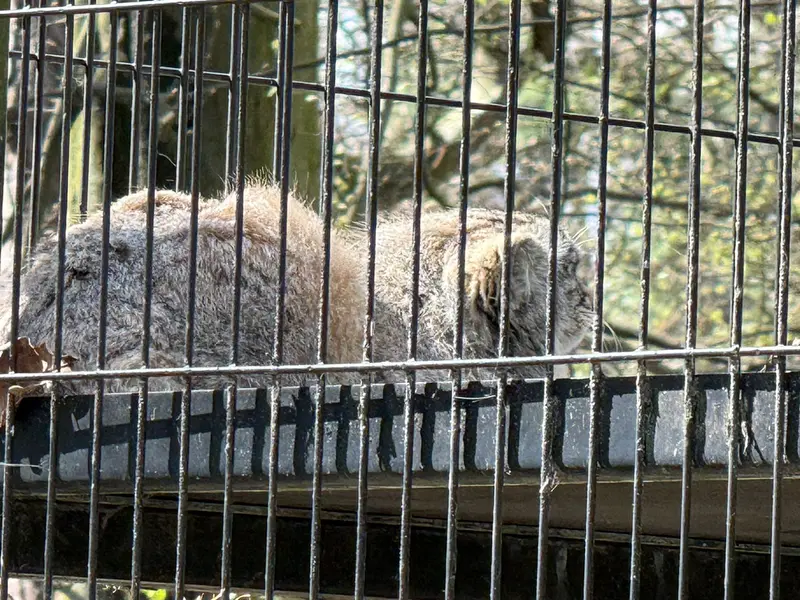 A photograph of Genghis in Kraków Zoo