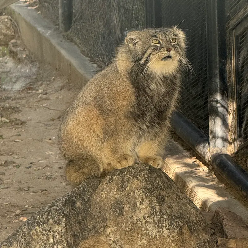 A photograph of Tai Chi in Pueblo Zoo