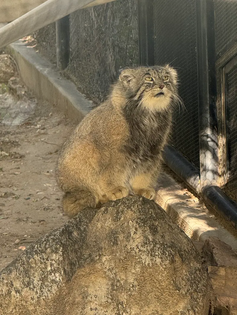 A photograph of Tai Chi in Pueblo Zoo