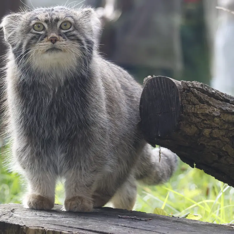 A photograph of Timofey in Moscow zoo