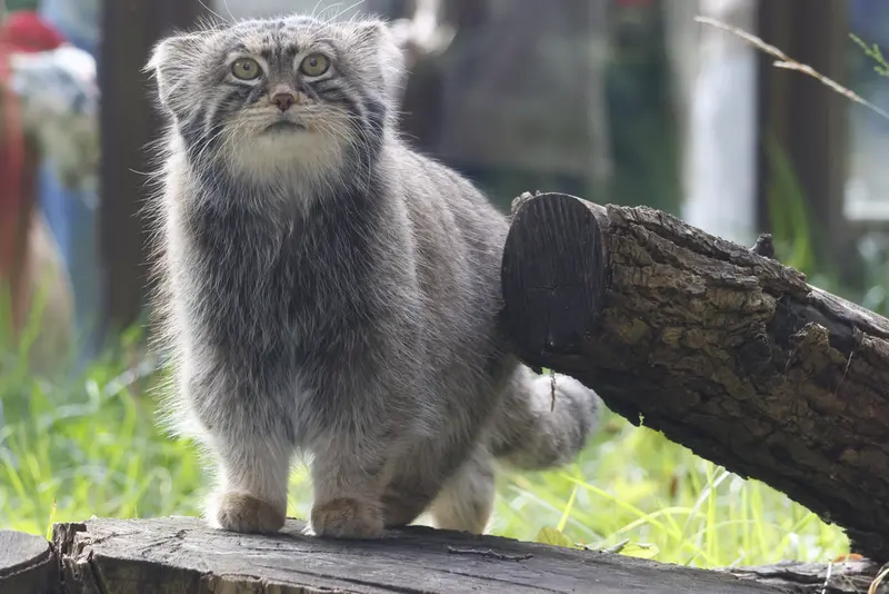 A photograph of Timofey in Moscow zoo