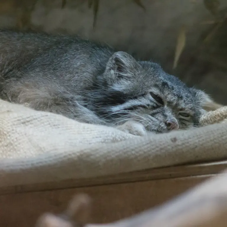 A photograph of Klyon in Ueno Zoological Gardens