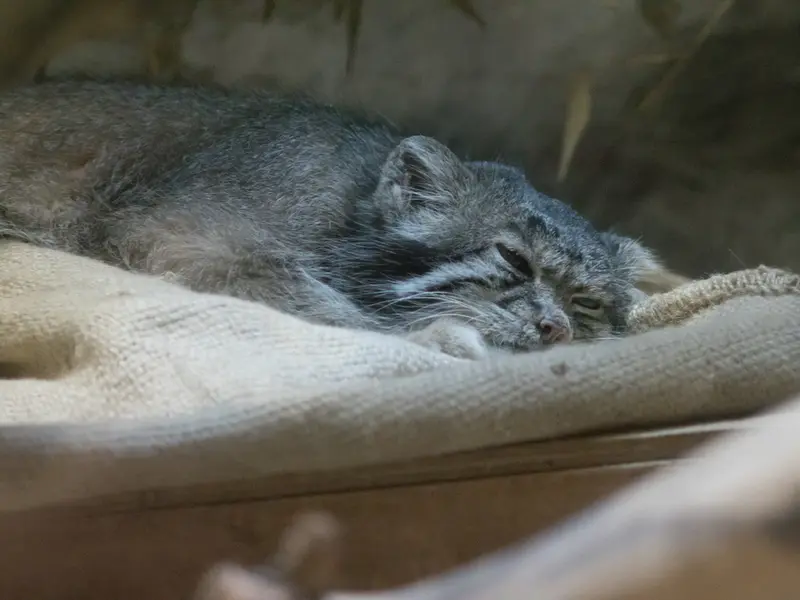 A photograph of Klyon in Ueno Zoological Gardens