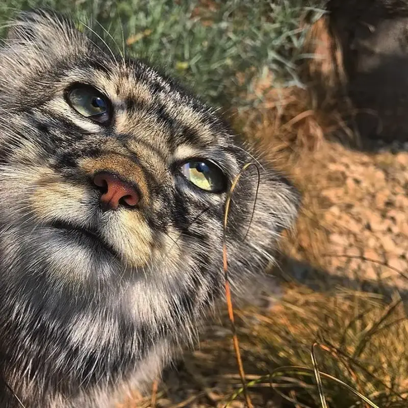 A photograph of a Pallas's cat