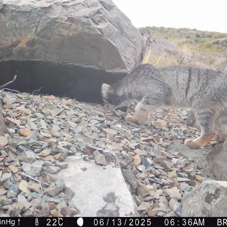 A photograph of Otocolobus manul manul from Kiikbai camera trap
