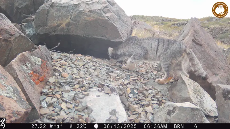 A photograph of Otocolobus manul manul from Kiikbai camera trap