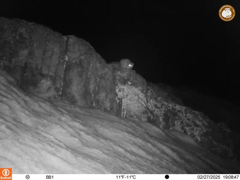 A photograph of Otocolobus manul manul from Aktas-Kunkora camera trap