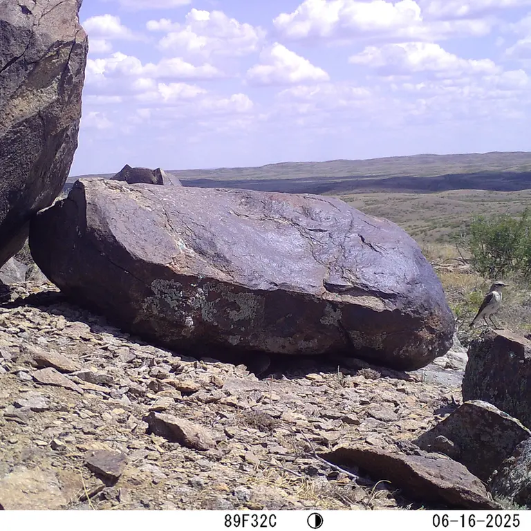 A photograph of a Pallas's cat from Koshkar camera trap