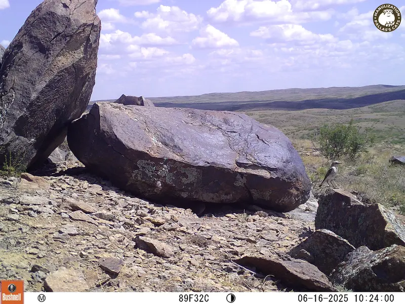 A photograph of a Pallas's cat from Koshkar [new] camera trap