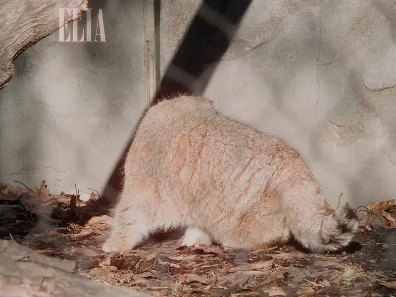 A photograph of Olaf in Calgary Zoo / Wilder Institute