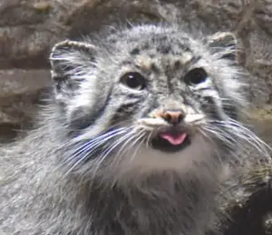 Ever since Naim returned, I've been waiting for Yus-chan. I hope Yus returns soon.