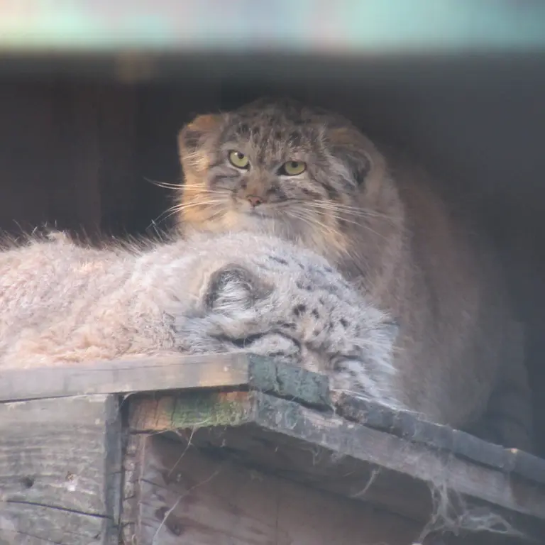A photograph of Bohus and Lucy in Budapest Zoo &amp; Botanical Garden