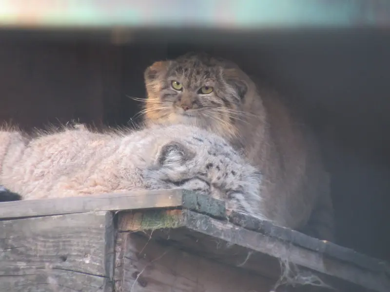A photograph of Bohus and Lucy in Budapest Zoo &amp; Botanical Garden