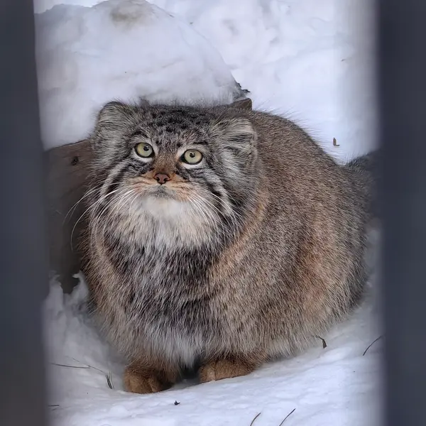 A photograph of Daughter of Eve 2023 Ⅲ in Novosibirsk Zoo