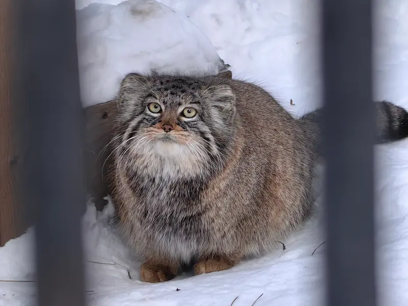 A photograph of Daughter of Eve 2023 Ⅲ in Novosibirsk Zoo