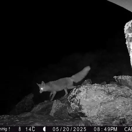 A photograph of Red fox from Zhundy 2 [new] camera trap