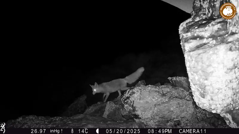 A photograph of Red fox from Zhundy 2 [new] camera trap