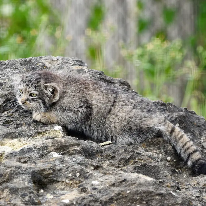 A photograph of a Pallas's cat in Port Lympne Wild Animal Park