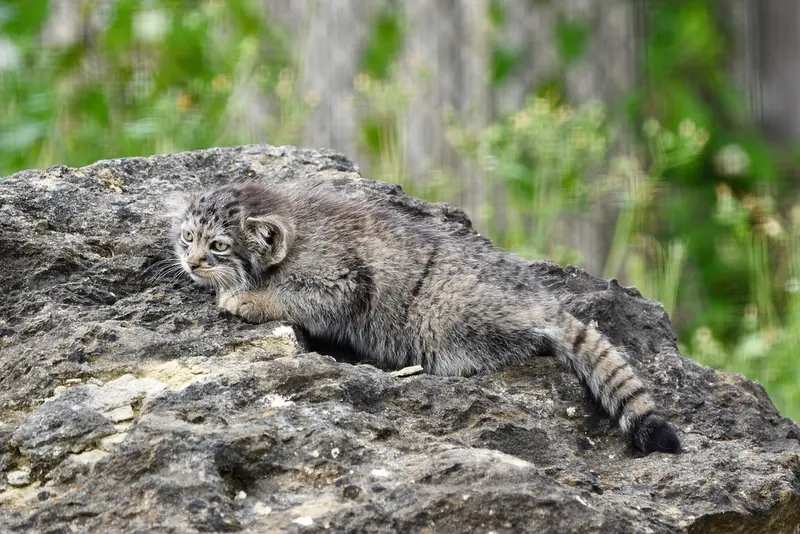 A photograph of a Pallas's cat in Port Lympne Wild Animal Park